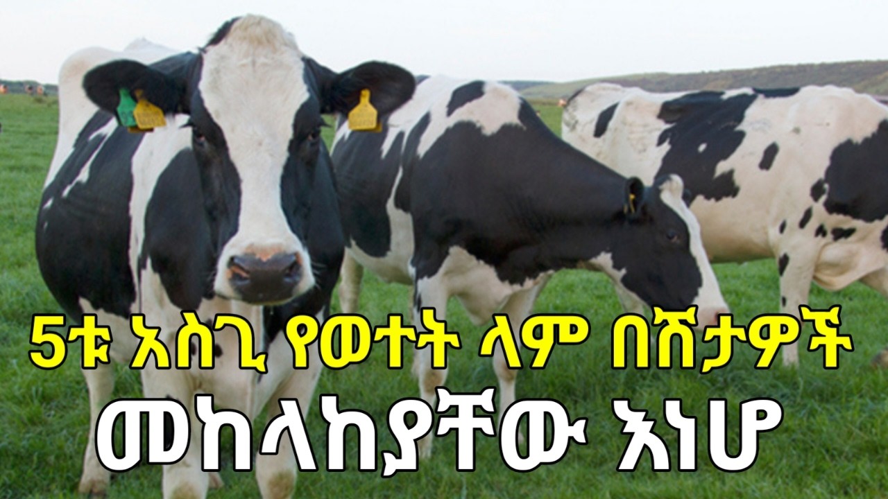 5ቱ አስጊ የወተት ላም በሽታዎች እነማን ናቸው? መንስኤያቸው እና የመከላከያ ስልቶቻቸውስ? በበሽታዎቹ የተያዙ ላሞች የሚያሳዩት ምልክቶችስ? ክፍል 1