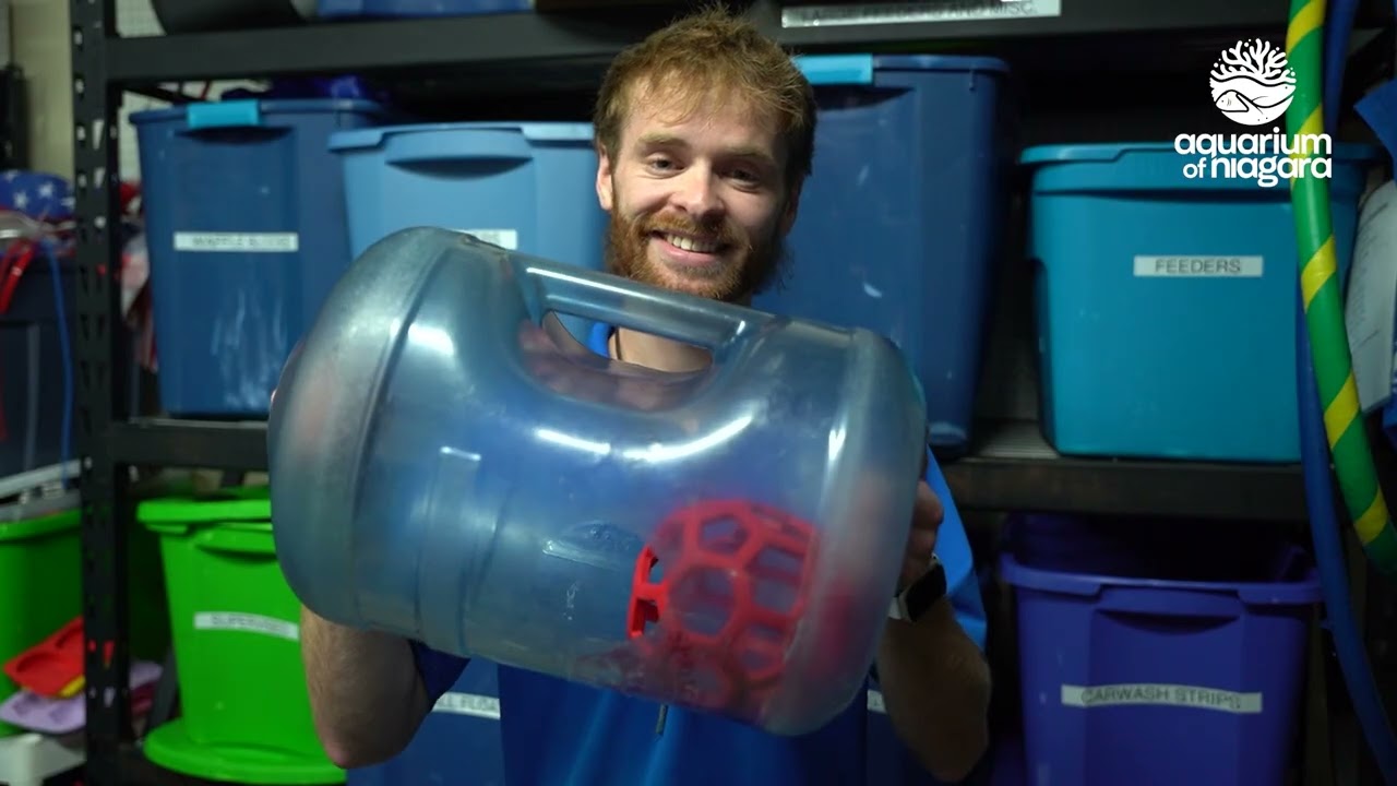 Functional Fun: Enrichment at the Aquarium