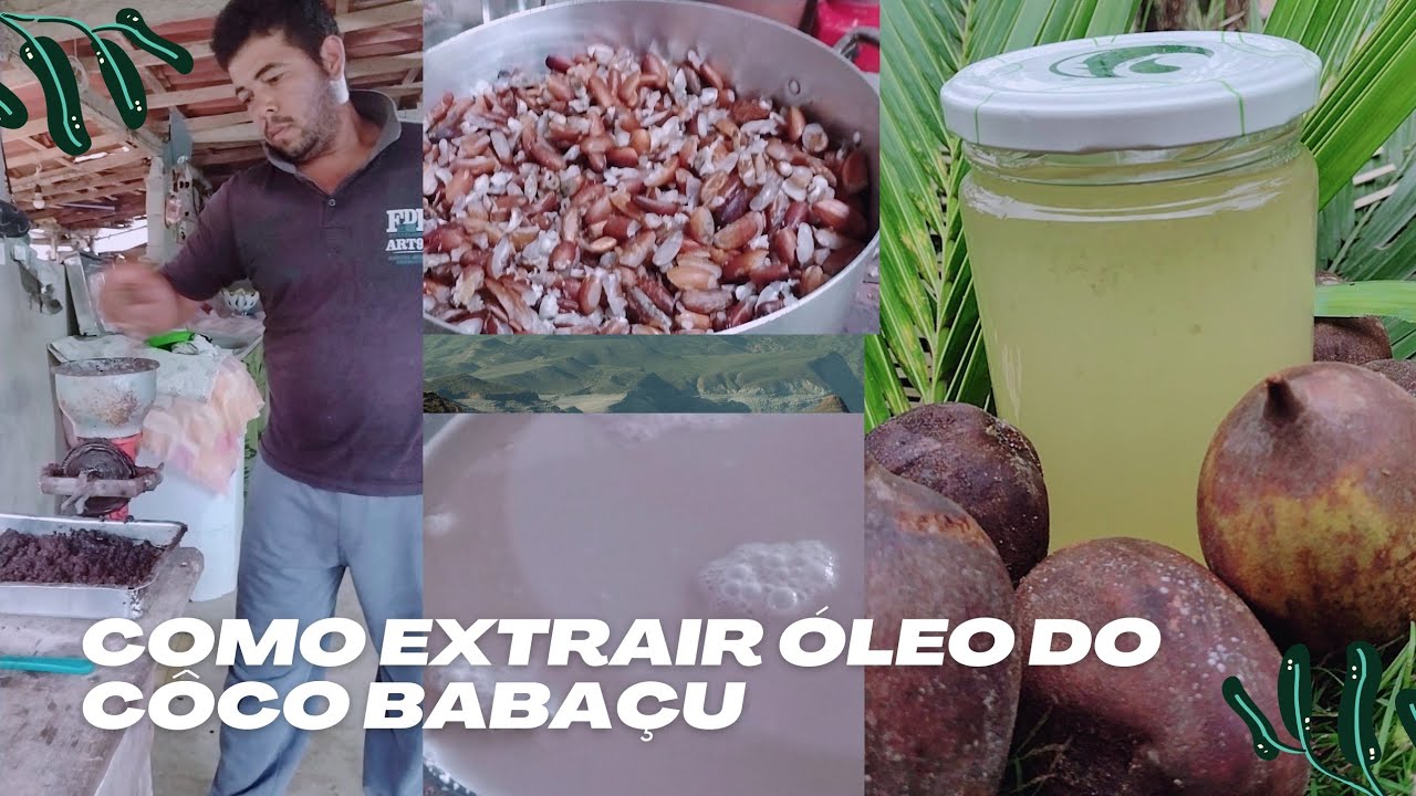Como Extrair Óleo do Coco Babaçú _ Opção de Extração 1