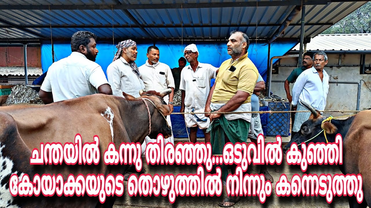 ചന്തയിൽ കന്നു തിരഞ്ഞു. ഒടുവിൽ കുഞ്ഞി കോയാക്കയുടെ തൊഴുത്തിൽ നിന്നു പോയി കന്നെടുത്തു