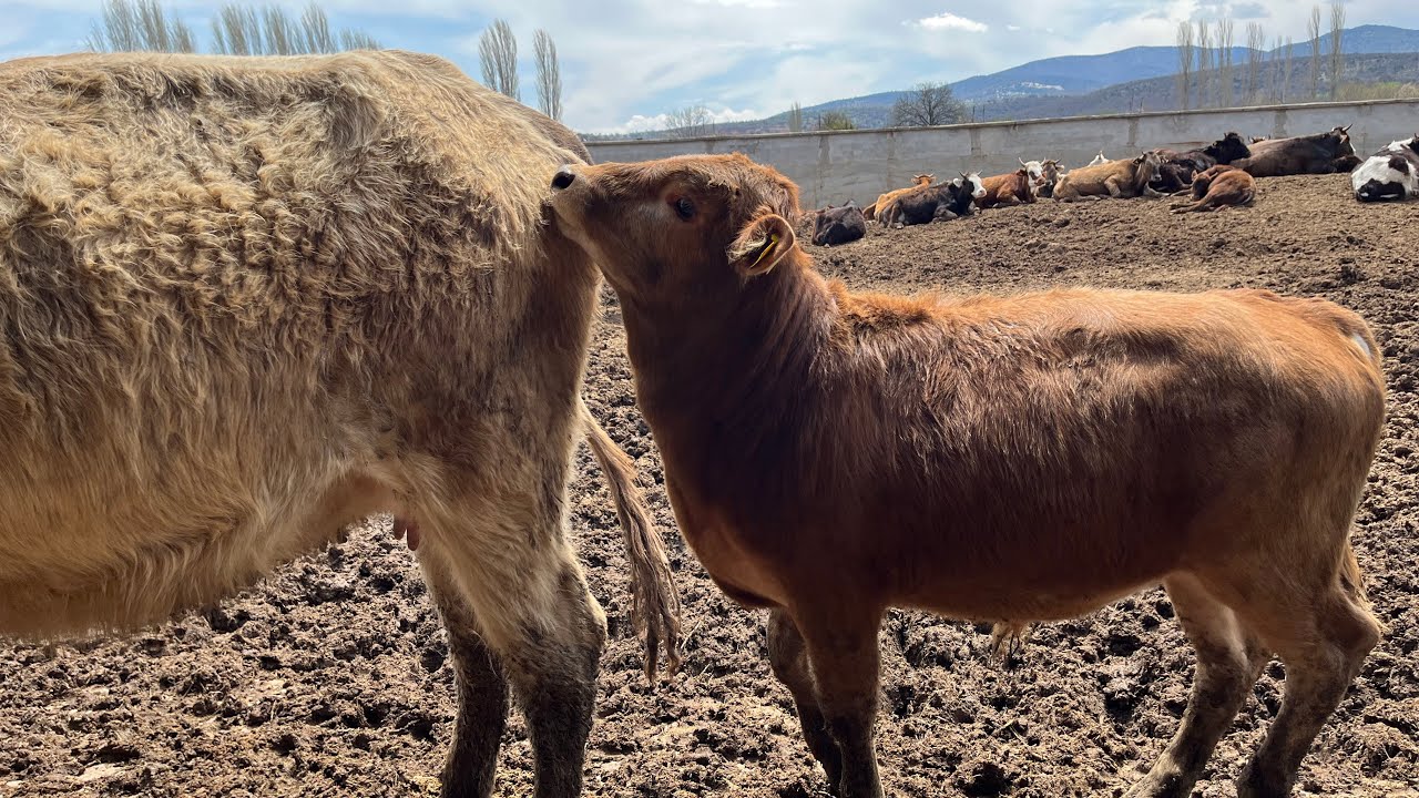 Hayvancılığa yeni başlayacaklar için özel video işe nasıl başlamalı nasıl yapılmalı hepsi bu videoda