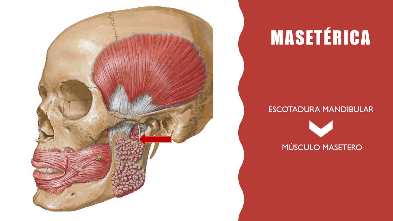 Arteria Maxilar.