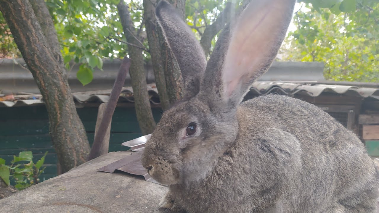 Кролики Фландр | Купил крольчонка самку | О породности моих кроликов | Какие Планы дальше