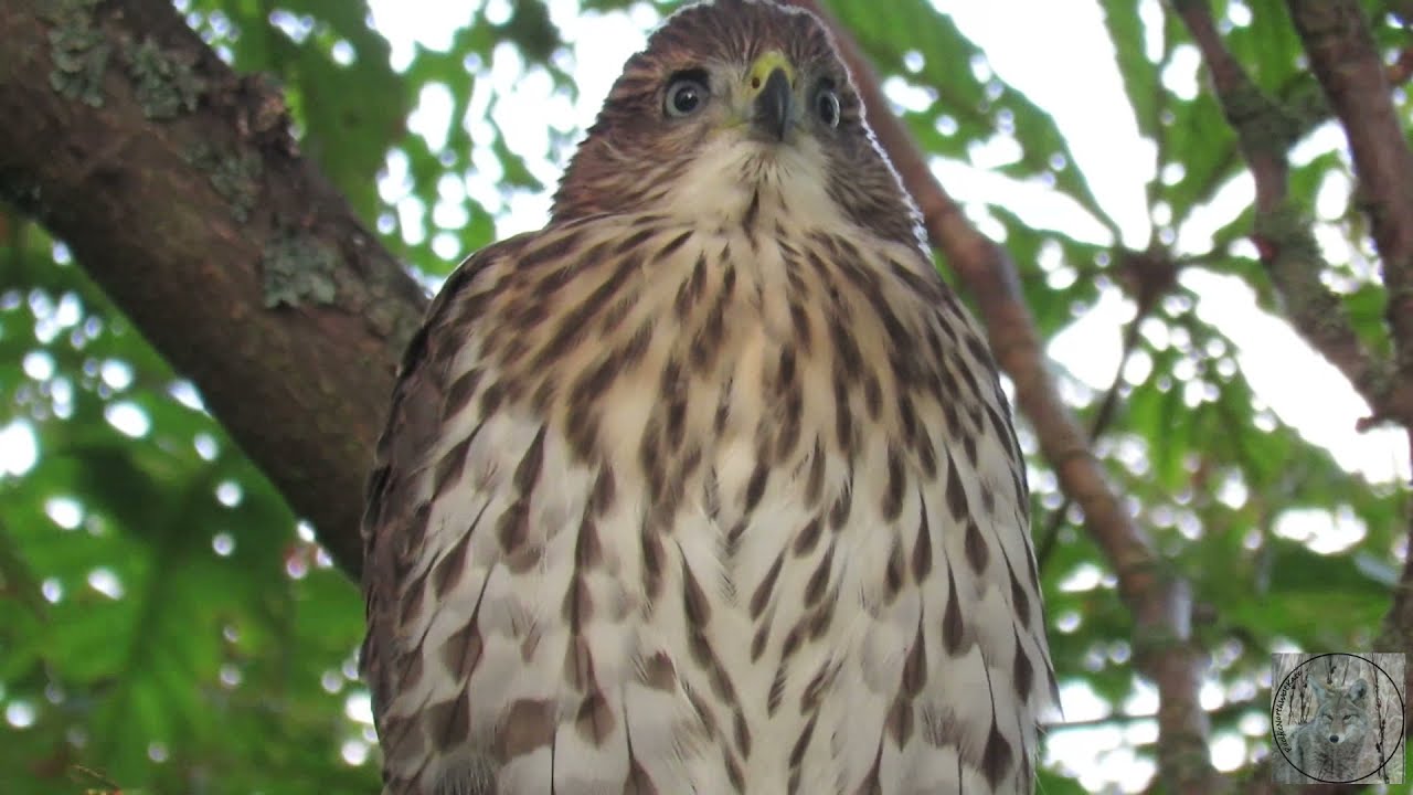 Friday Facts - Cooper&rsquo;s Hawk (Accipiter Cooperii) in my Wild Vancouver