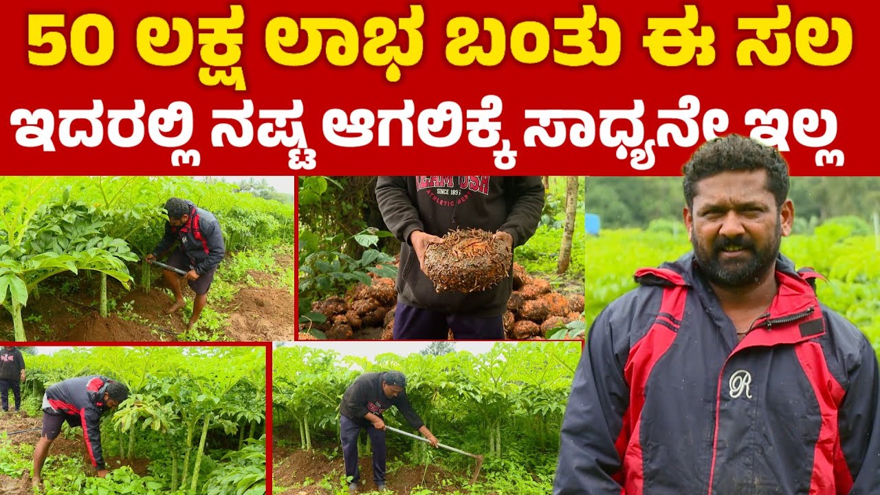 ಈ ಬೆಳೆ ಬೆಳೆದೆ 50 ಲಕ್ಷ ಲಾಭ ಬಂತು ಆಧುನಿಕ ರೈತನ story |  success story