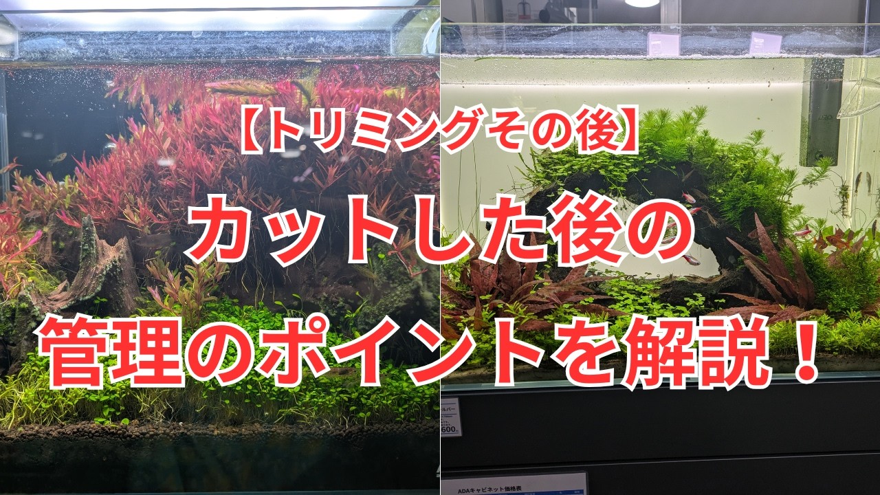 【トリミング後の水草の様子】カットした後の管理のポイントなども解説します！