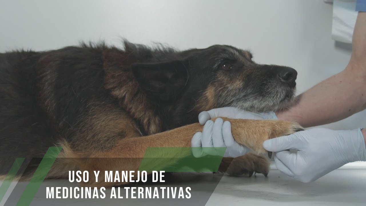 Uso y manejo de medicinas alternativas en los perros - TvAgro por Juan Gonzalo Angel Restrepo