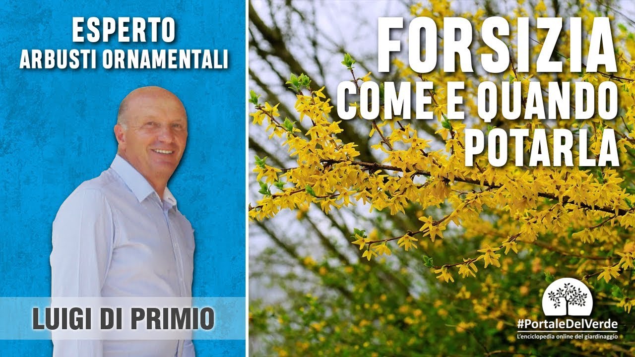 Come e quando si pota la forsizia?