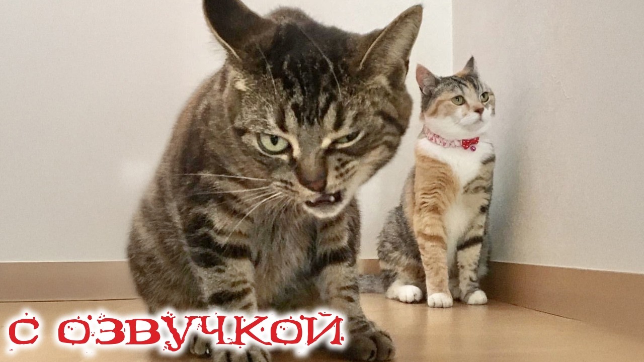 Приколы с котами! С ОЗВУЧКОЙ! САМЫЕ СМЕШНЫЕ ЖИВОТНЫЕ! Смешные коты 2026! До слез!