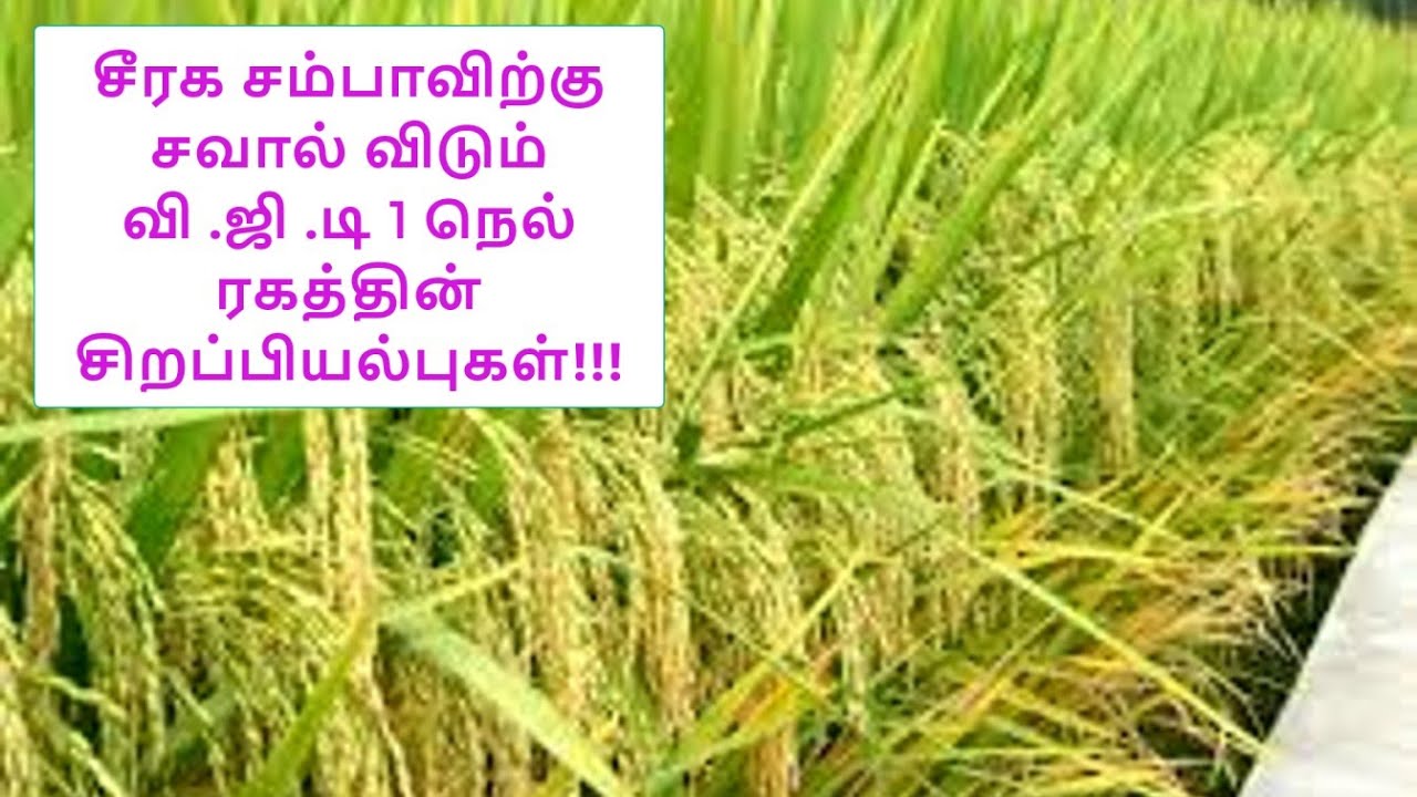 சீரக சம்பாவிற்கு சவால் விடும் வி .ஜி .டி 1 நெல் ரகத்தின் சிறப்பியல்புகள்!!! | VGD 1 Rice specialty