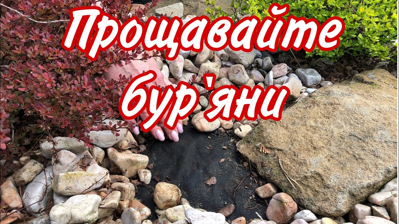Квітник БЕЗ БУР'ЯНІВ.Мульчування.Чорна агротканина.Чорне агроволокно.Як витримали  рослини .