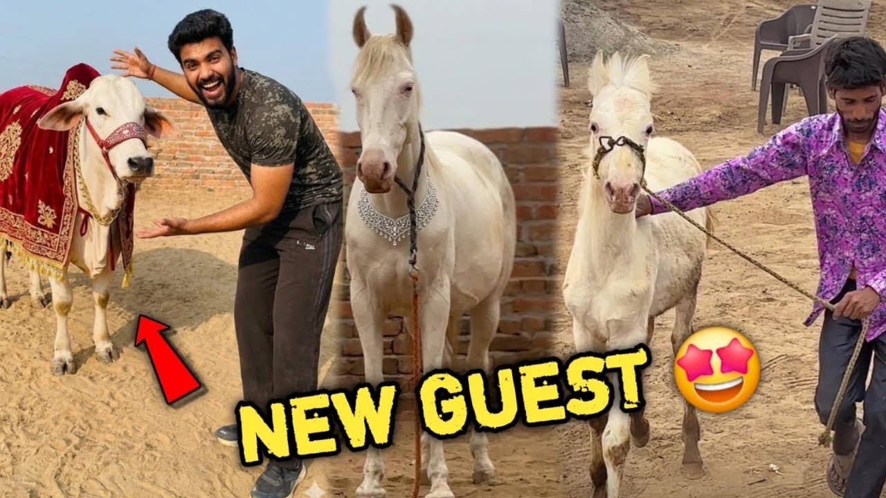 Gold Dene Waali नई मेहमान Aagyi 🤩Narshringar Se Milne माँ बेटा Aagye 🥳Breeding Season Started💕