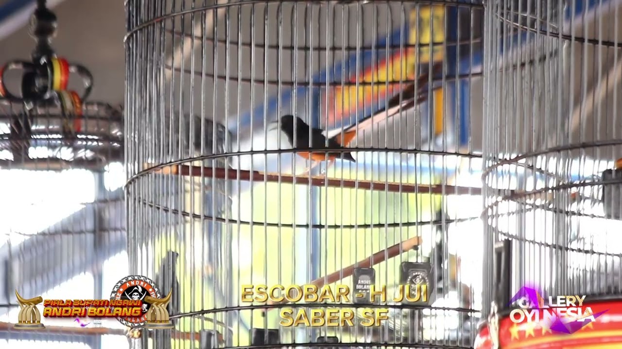 ESCOBAR RAIH MOBIL KE 10 ‼️ PIALA BUPATI NGAWI FEAT ANDRI BOLANG ‼️