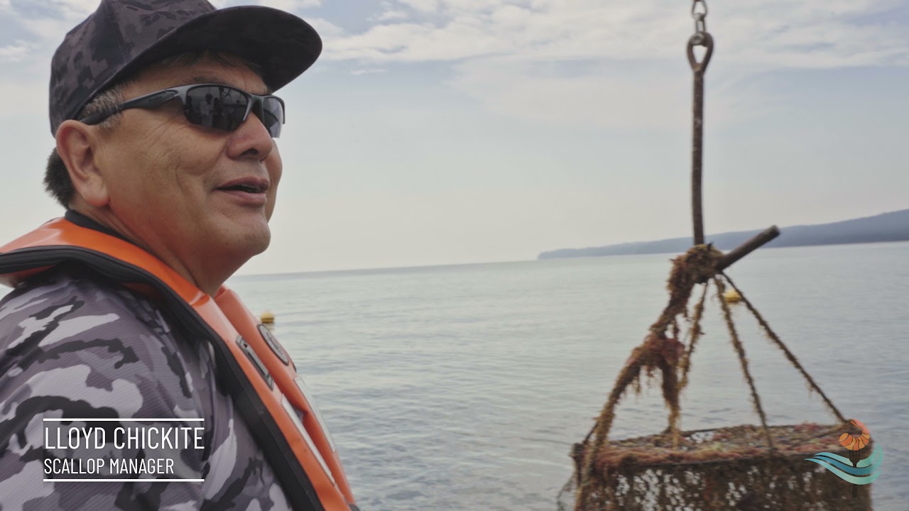 Quadra Island Scallops - We Wai Kai Nation & Walcan Seafood