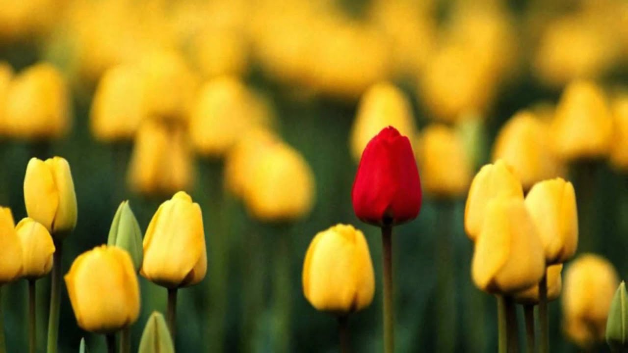 Vivaldi - La Primavera - Spring - Printemps -Las cuatro estaciones-Salzburger Kammerorchester