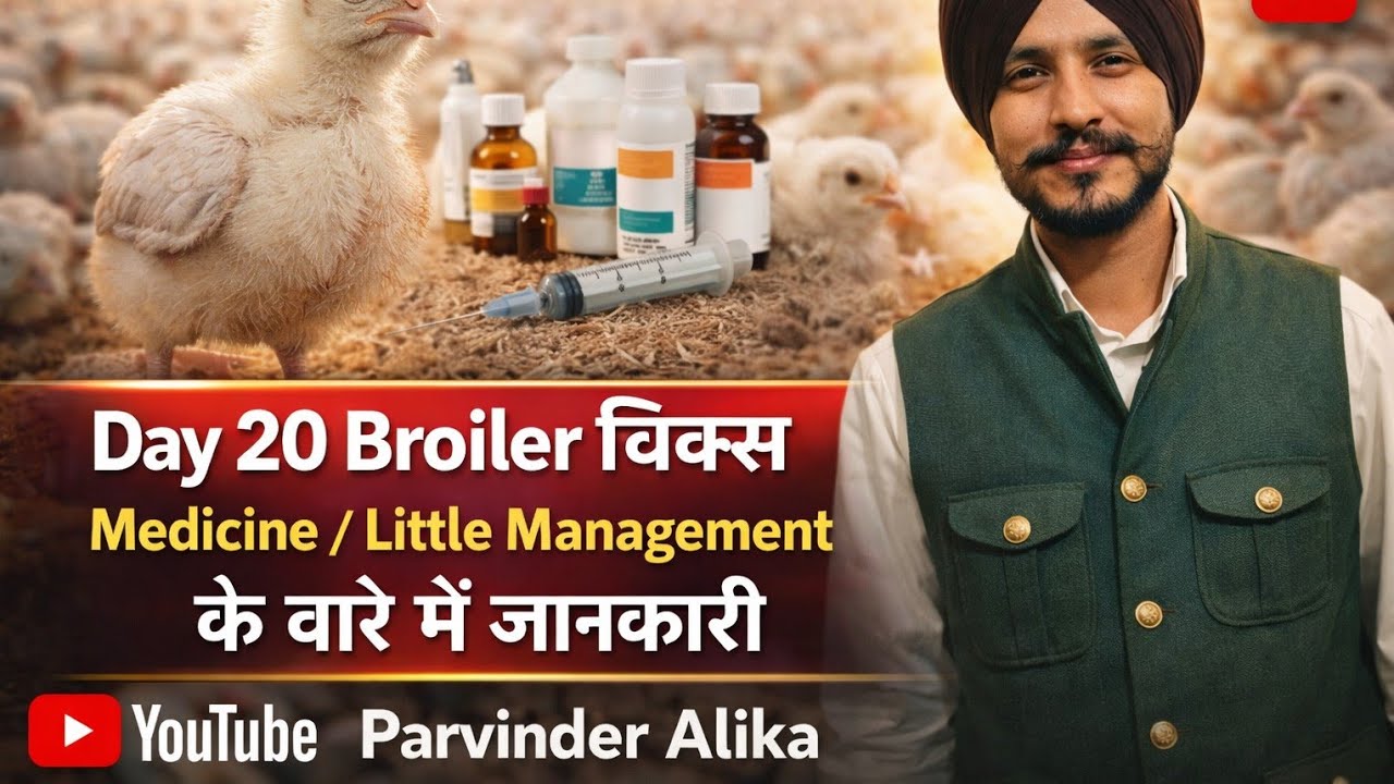 Day 20 Broiler Chicks | Medicine & Little Management