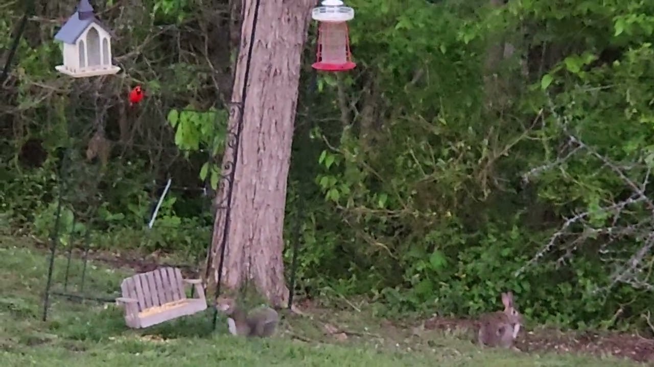 My Backyard Friends 🧡