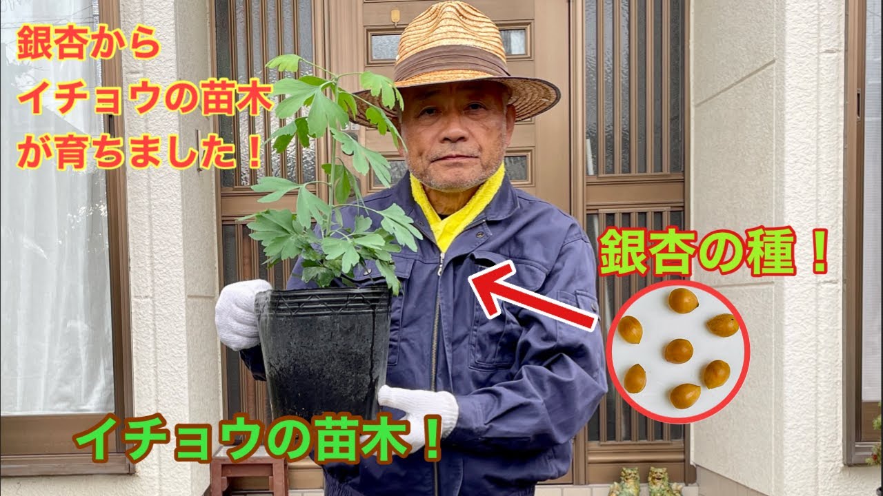 銀杏の種を植えたらイチョウの苗木が育ちました！
