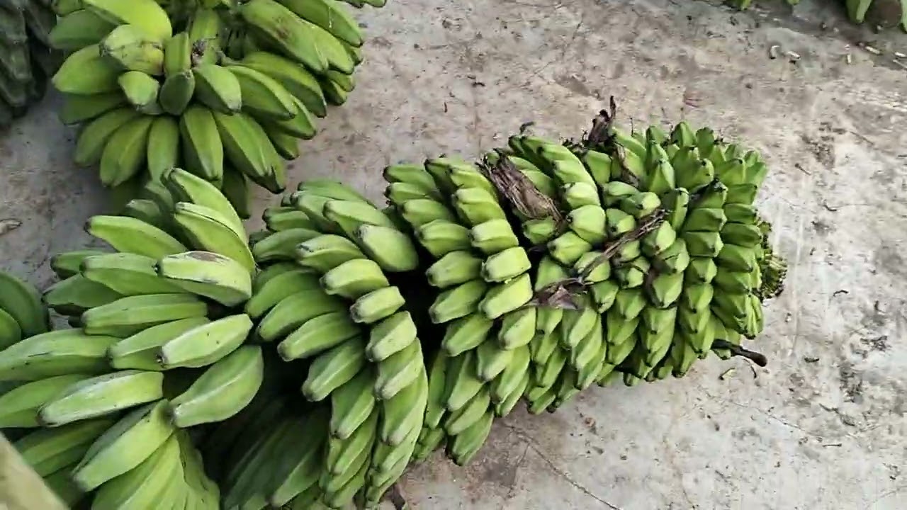 cara mengetahui bibit pisang unggul asli kepok keling papua