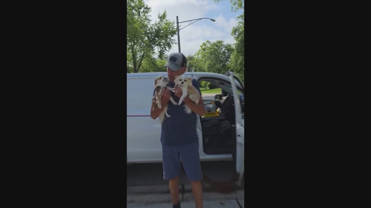 Tiny dog Frannie's big impact: Donations pour in to help other pups | Good News Chicago