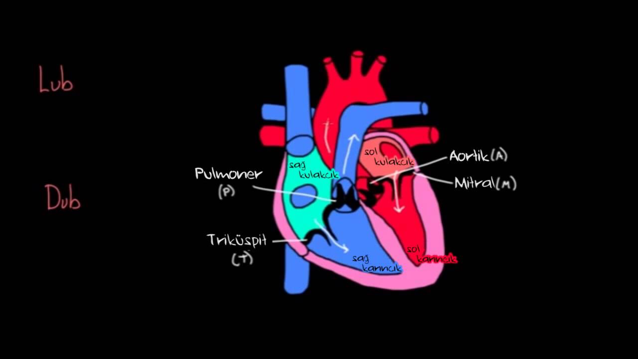 Lub Dub (Pıt Pıt Atar Kalbim) (Sağlık ve Tıp) (Dolaşım Sistemi Fizyolojisi)