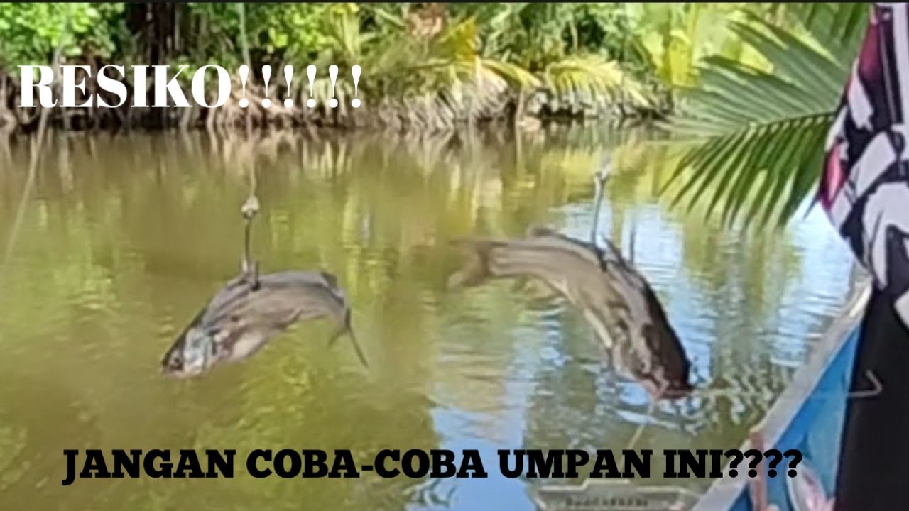 Jangan Coba-coba Menggunakan Umpan Ini, Tanggung Sendiri Resikonya. #mancingkakap