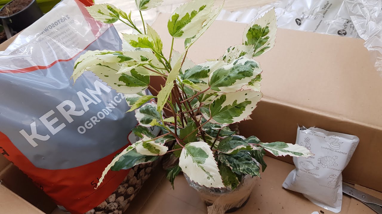 12. HIBISCUS VARIEGATA