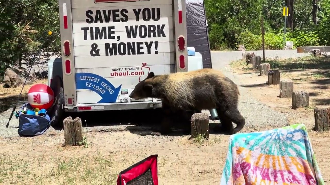 Bass Lake, CA Bear - Honey BooBoo - 06/2024