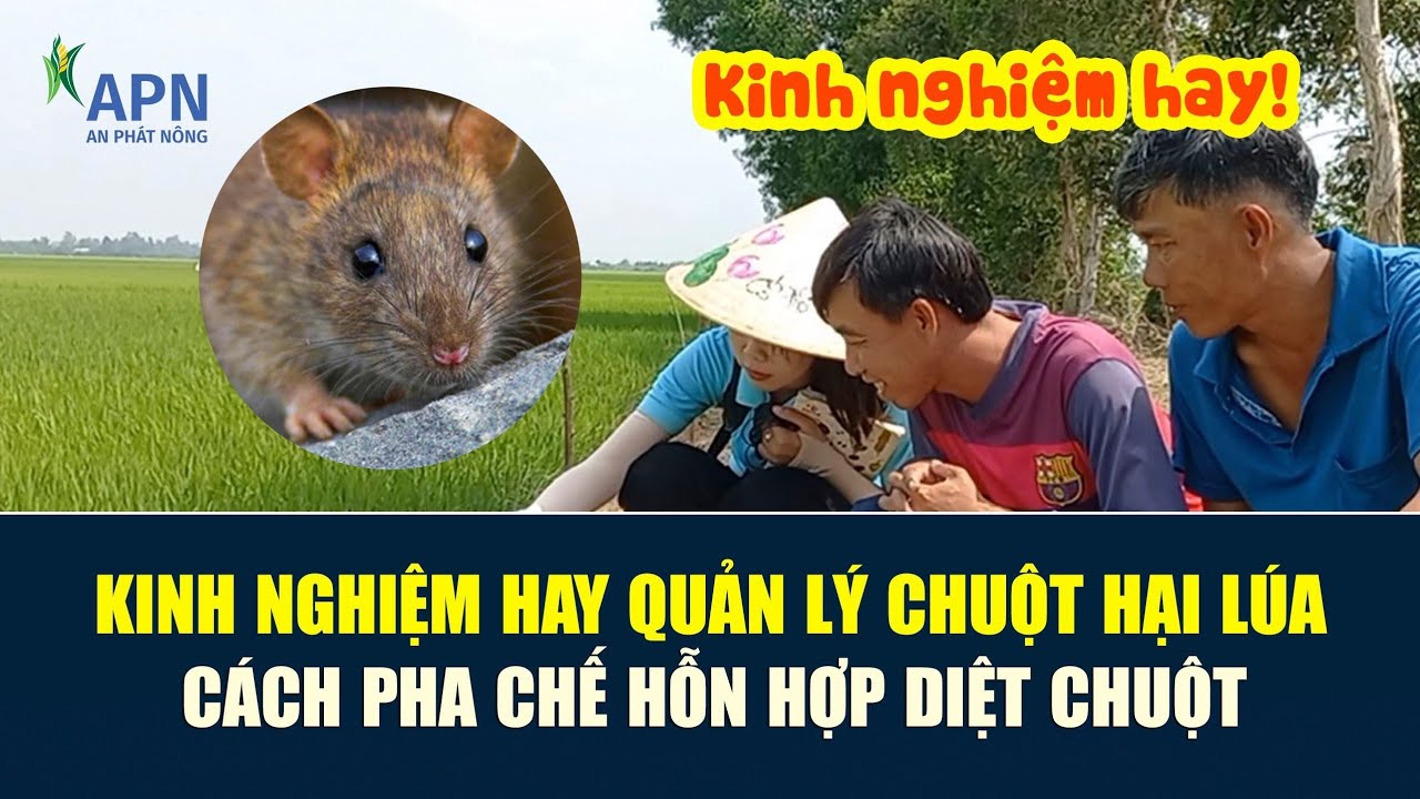 APN - KINH NGHIỆM  GIĂNG BẪY NGĂN CHUỘT PHÁ LÚA - CÁCH TRỘN HỖN HỢP ĐUỔI CHUỘT HIỆU QUẢ