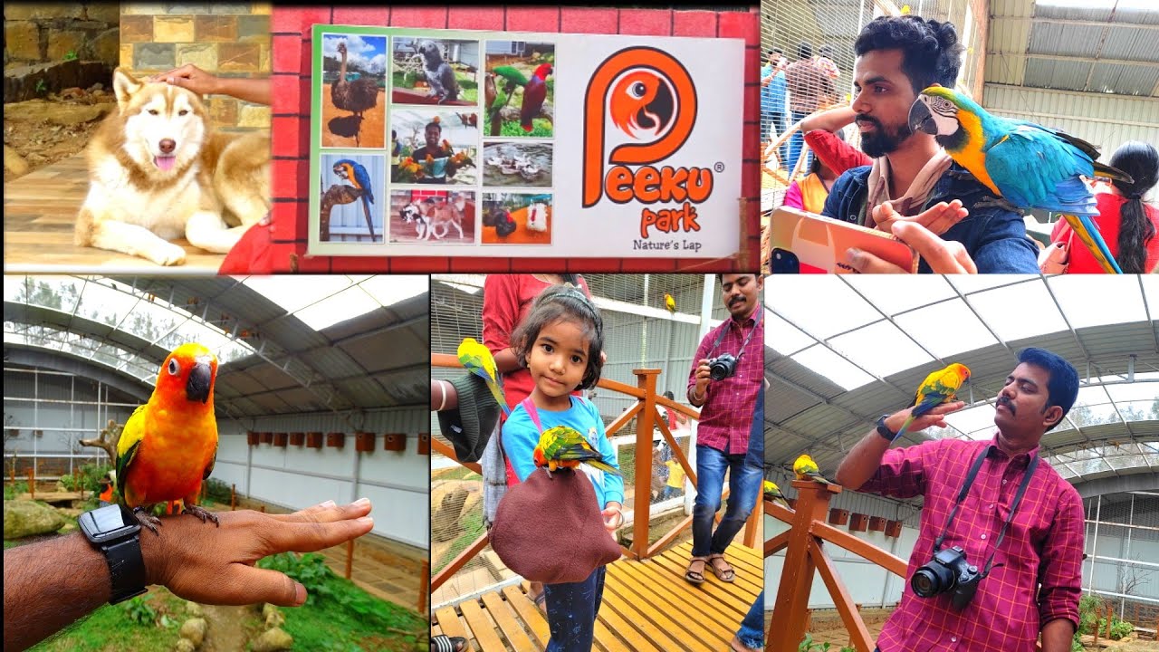 Peeku Park Yercaud | Birds Park & Pet Farm at Peeku Park Yercaud | Pet Farm Yercaud |அரியவகை பறவைகள்
