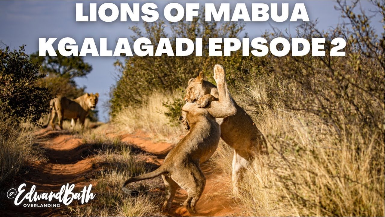 KGALAGADI | LIONS OF MABUA | THE MOST AMAZING SIGHTING EVER | Episode 2
