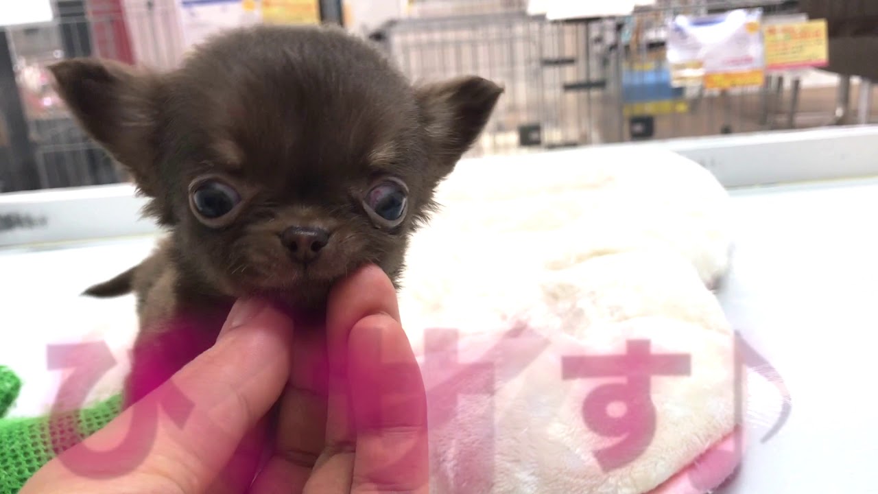 極小チワワは超懐っこい！