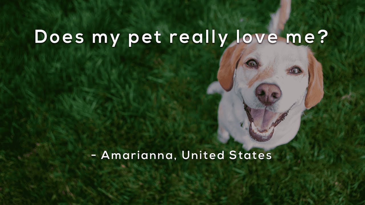 Does my pet really love me?