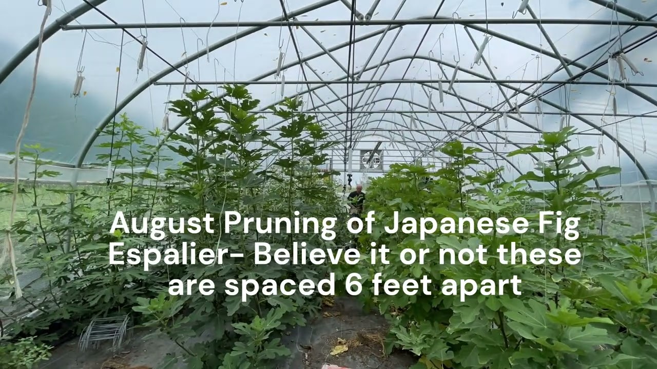 August 2024 Japanese Fig Tree Espalier Pruning
