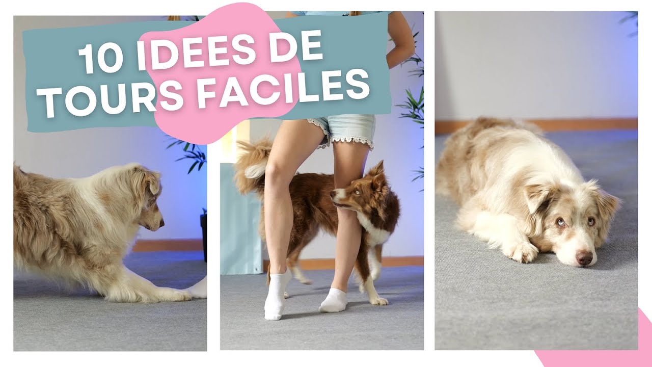 10 TOURS FACILES à apprendre à ton chien pour commencer le DOG DANCING !