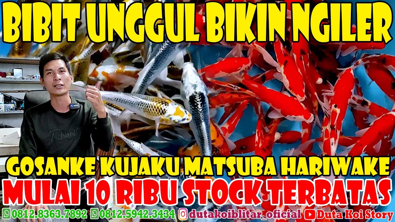 HARGA BIBIT KOI GRADE A DIJUAL MURAH 😱 MULAI 10 RIBUAN BAWA PULANG KUJAKU MATSUBA HARIWAKE KOHAKU