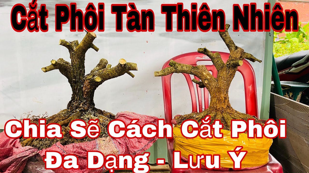 cách cắt phôi bonsai dáng thiên nhiên - những lưu ý khi cắt phôi bonsai