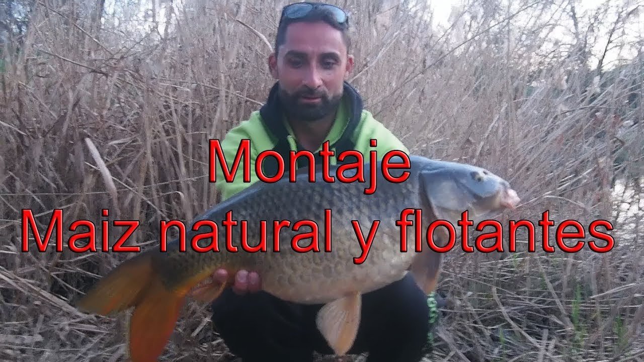 Iniciación al carpfishing, el mejor montaje de aparejo con maíz natural y dos flotantes. SENCILLO