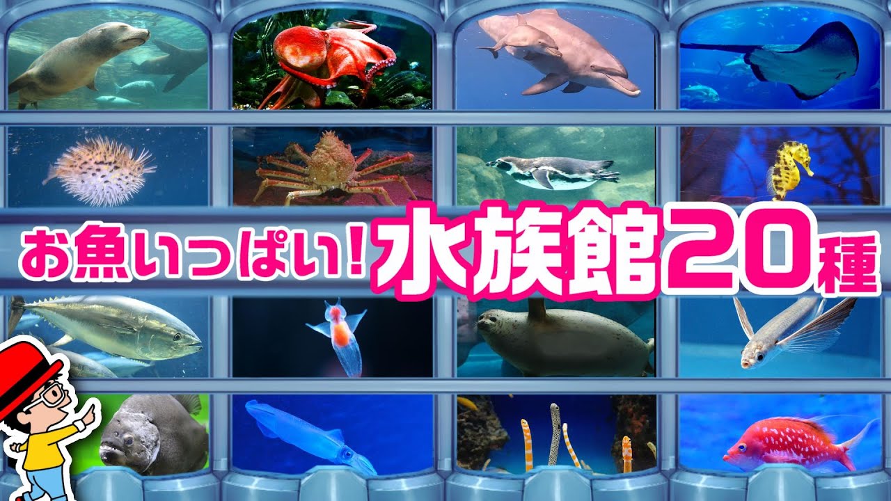 【子供が喜ぶ水族館】海の生き物 お魚さんたちが大集合！20種類！名前と特徴を動画で覚える生き物図鑑★フグ、カニ、エビ、ウミガメ、イルカなど★未就学児向け教育｜Fish【知育動画】sea animals