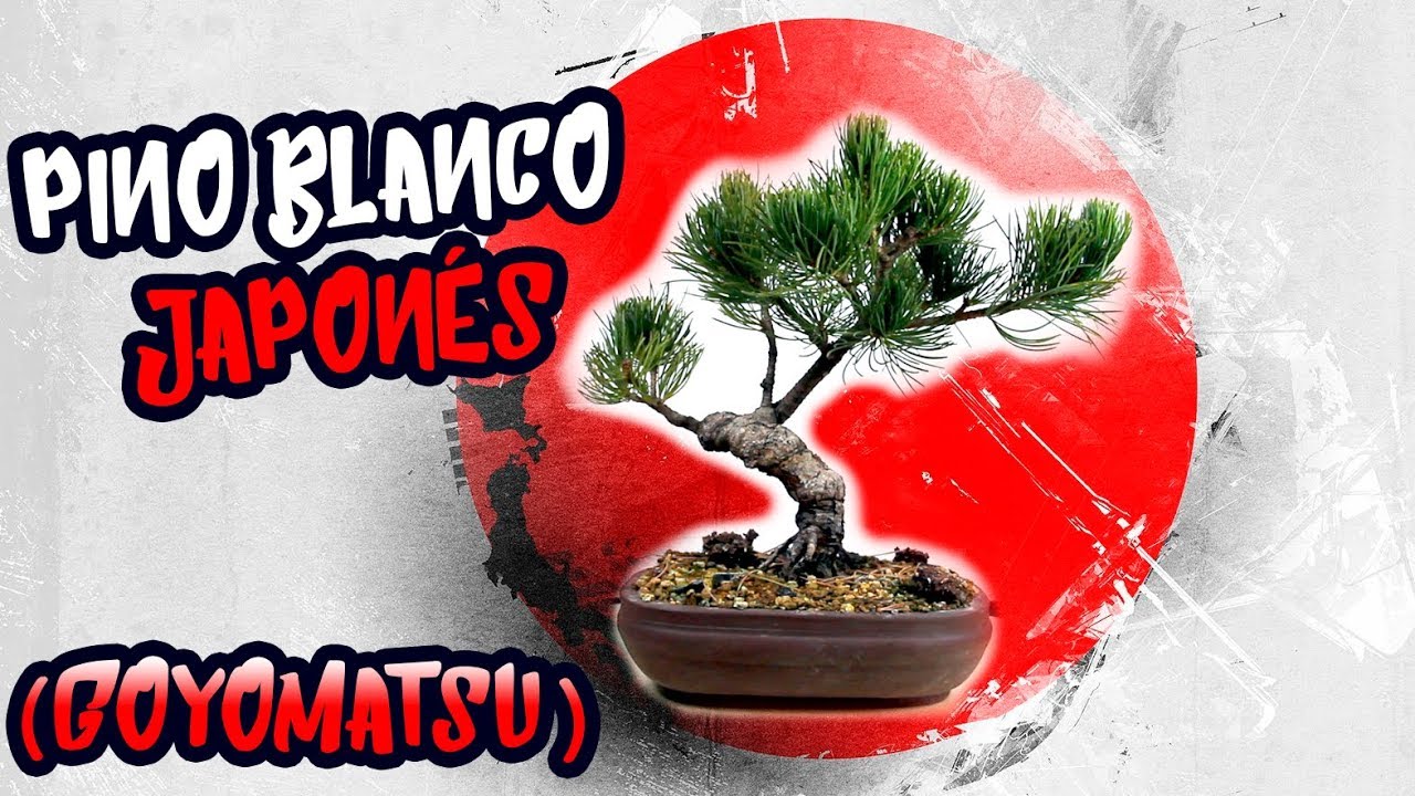 Presentando mi Bonsai Pino Blanco Japonés (Goyomatsu)