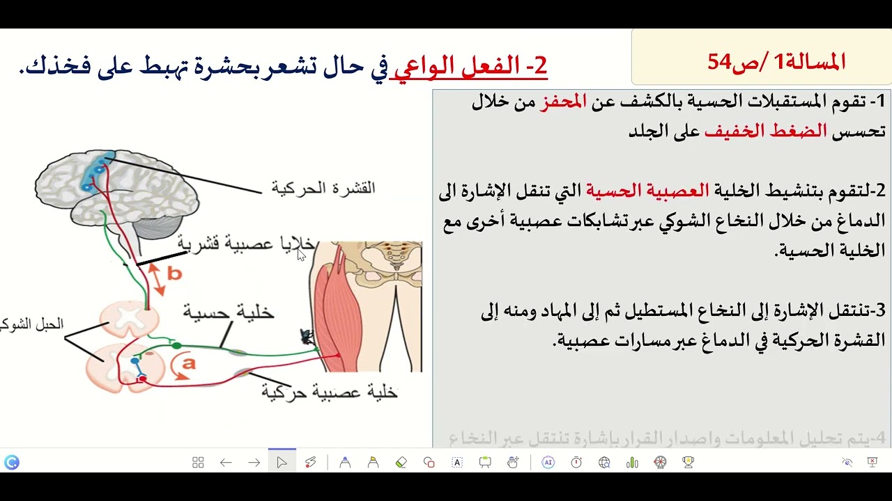 الفعل المنعكس والفعل الواعي