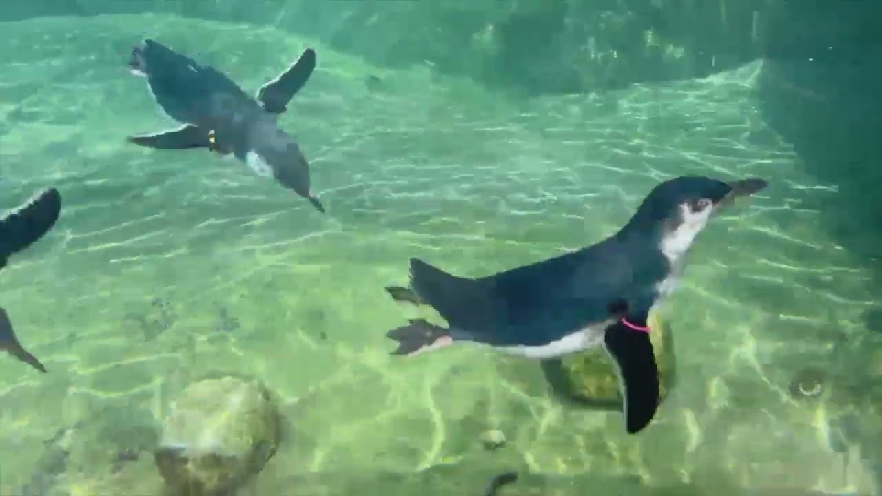 Little Penguin Live Fish Feeding Twitch Stream - Cincinnati Zoo