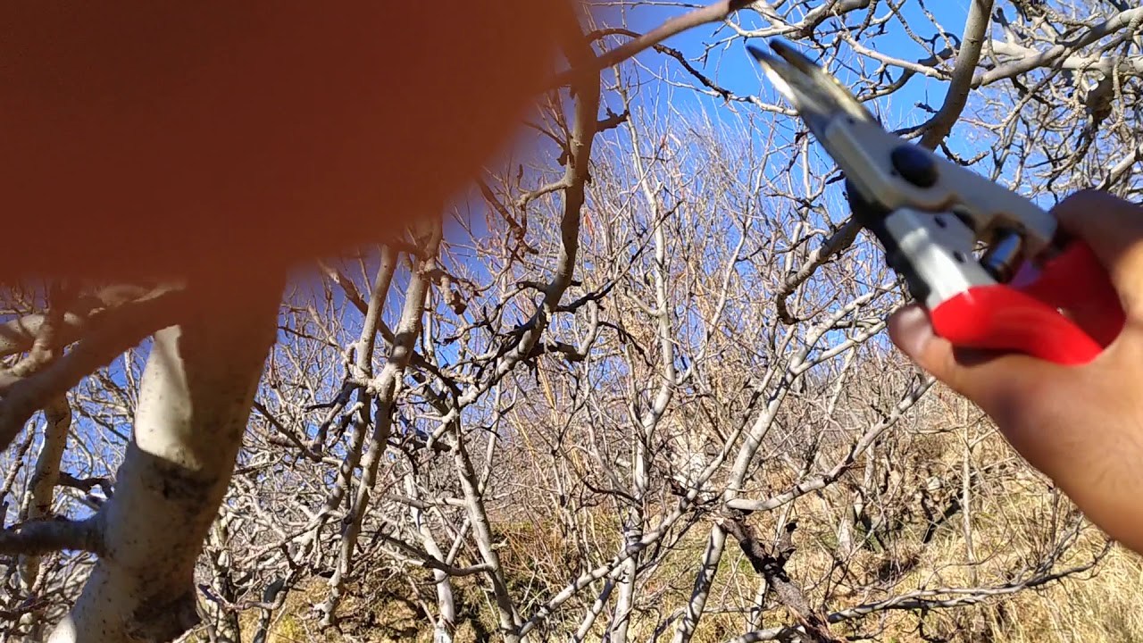 Apple tree Prunning Sassion with Rakesh Chauhan || Apple tree prunning technic