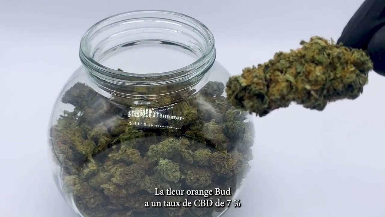 Pr&eacute;sentation Orange Buds