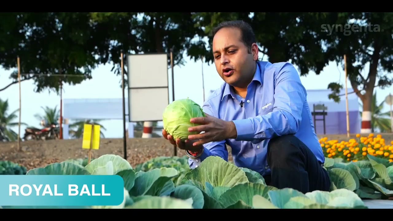 Cabbage Royal Ball from the house of Syngenta