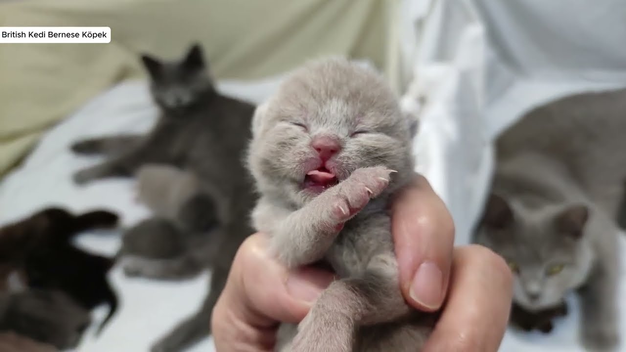Yavru Kedi Luna 4 Haftada Nasıl Değişti?😻Bir Ayda B&uuml;y&uuml;k Değişim🐱 Luna&rsquo;nın 4 Haftalık Tatlı Yolculuğu