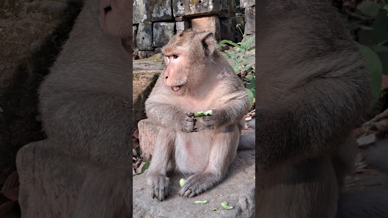 Mr Mark 🙊 The King of Monkey