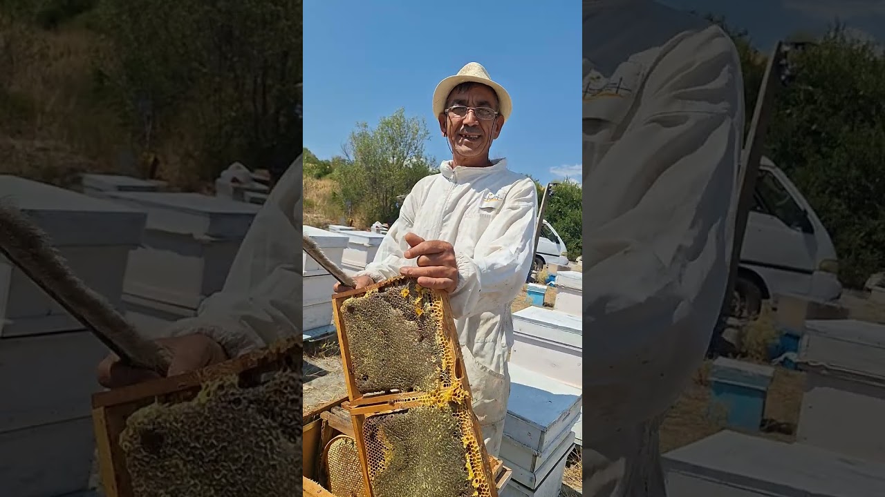 bir kovandan yılda kaç hasat yapılır