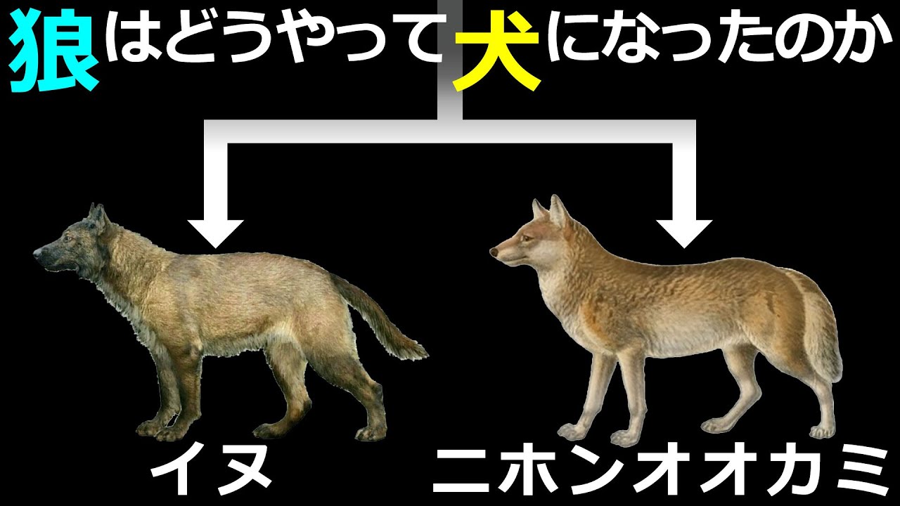 イヌとニホンオオカミは同じオオカミから進化した～イヌの起源に関する最新の研究成果とヒトとイヌの繋がりについて～【ゆっくり解説】