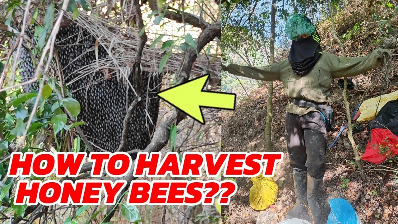How to harvest a Honey bees (Potyokan)